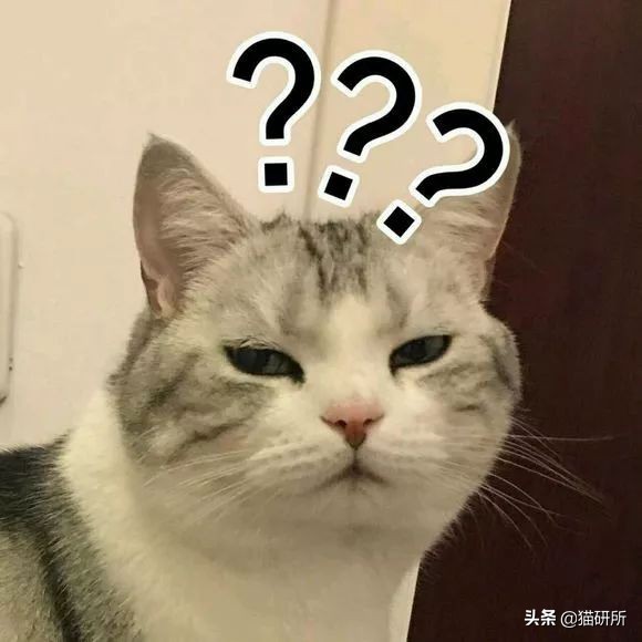 猫咪一副听不懂人话的样子,猫咪一副不太聪明的样子