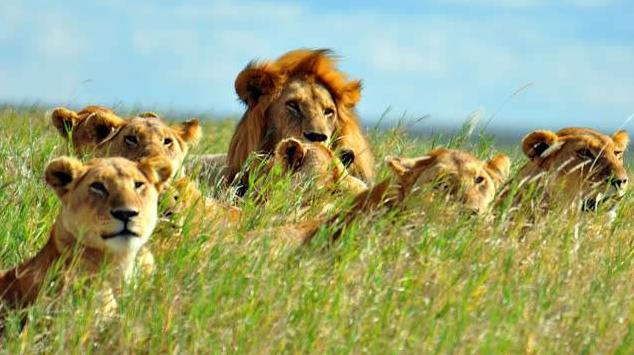 地球历史中最厉害的食肉动物,世界上有什么食肉动物