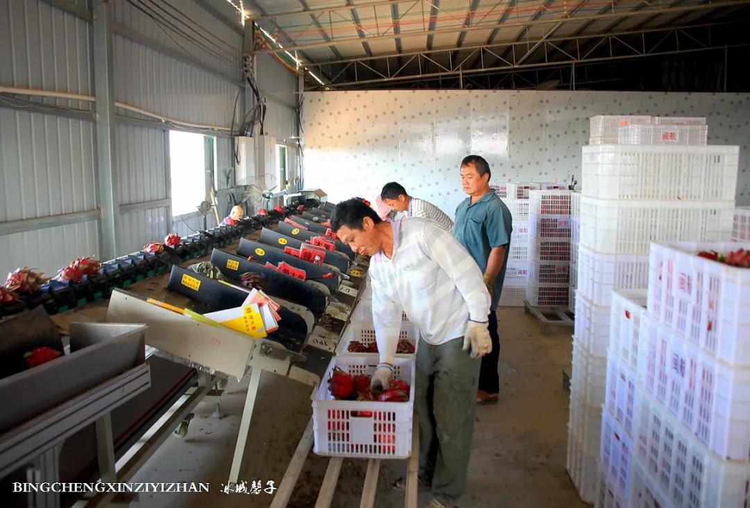 附近的火龙果采摘园海南,海南火龙果采摘