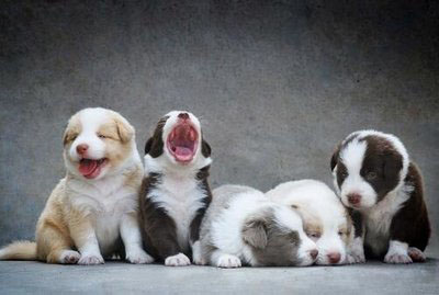 学动物医学可以从事哪些职业,学动物医学以后干什么工作