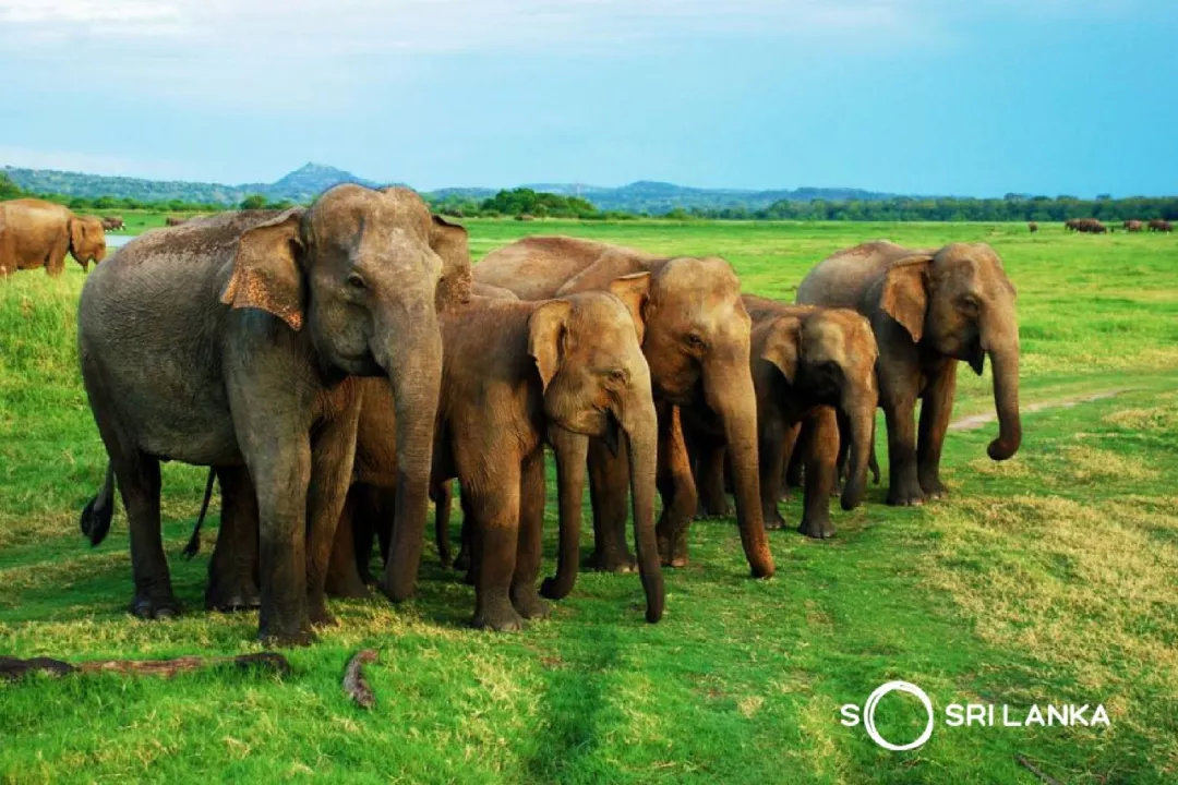 斯里兰卡的著名景区,斯里兰卡哪个公园最好