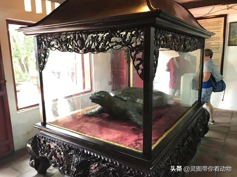 斑鳖即将灭绝人工克隆,全球仅剩3只斑鳖