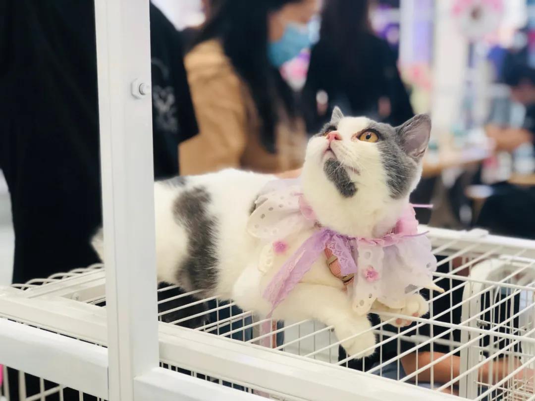 CPF活动预告|阿派第30届领养日——人间值得，只要它能与你相遇