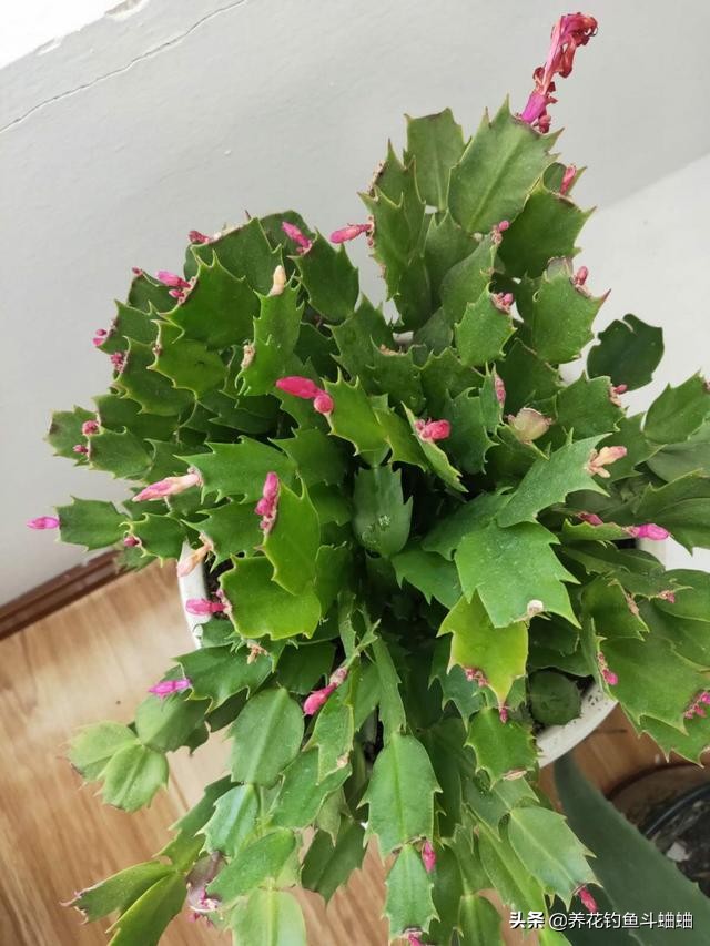 蟹爪兰花缺肥叶片会打蔫吗,蟹爪兰花苞少怎么办