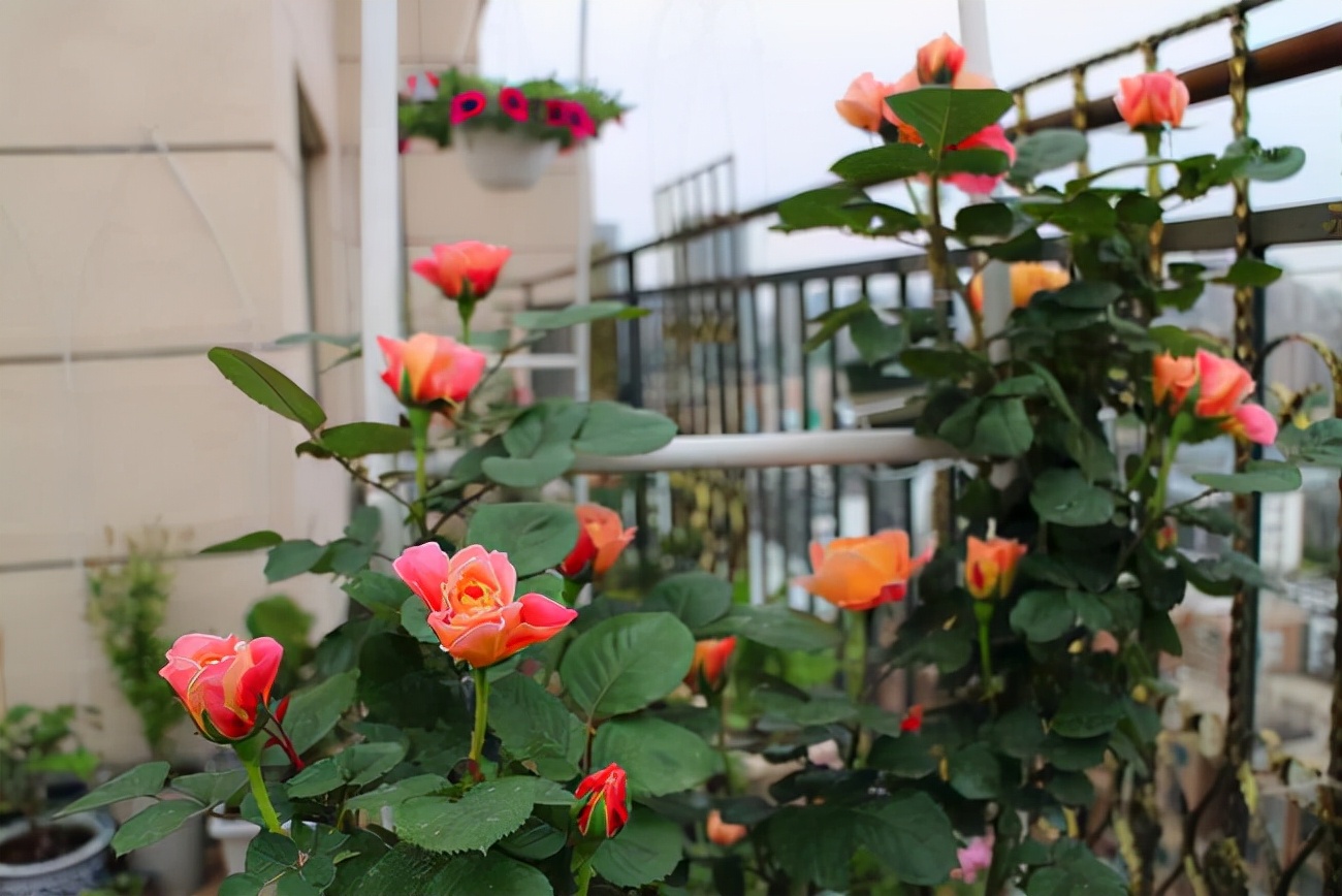 十月适合养什么花,十月现在季节养什么花不怕冷