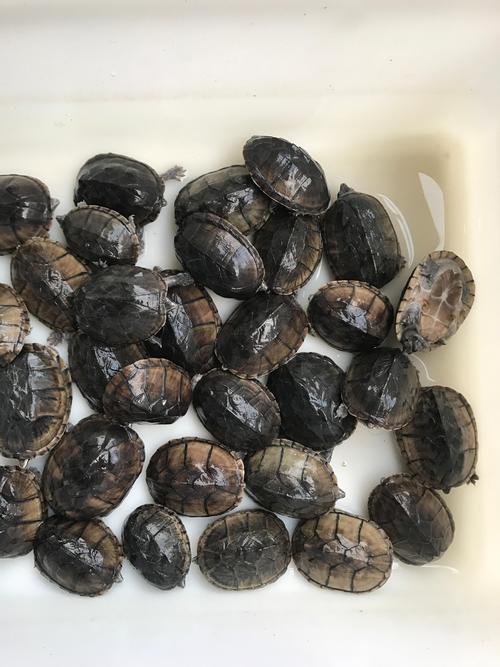 中华草龟雄性都会墨化吗,中华草龟如何墨化