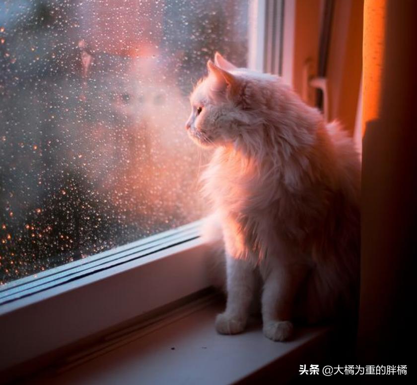 猫咪下雨应激怎么解决呢,为什么猫喜欢看下雨