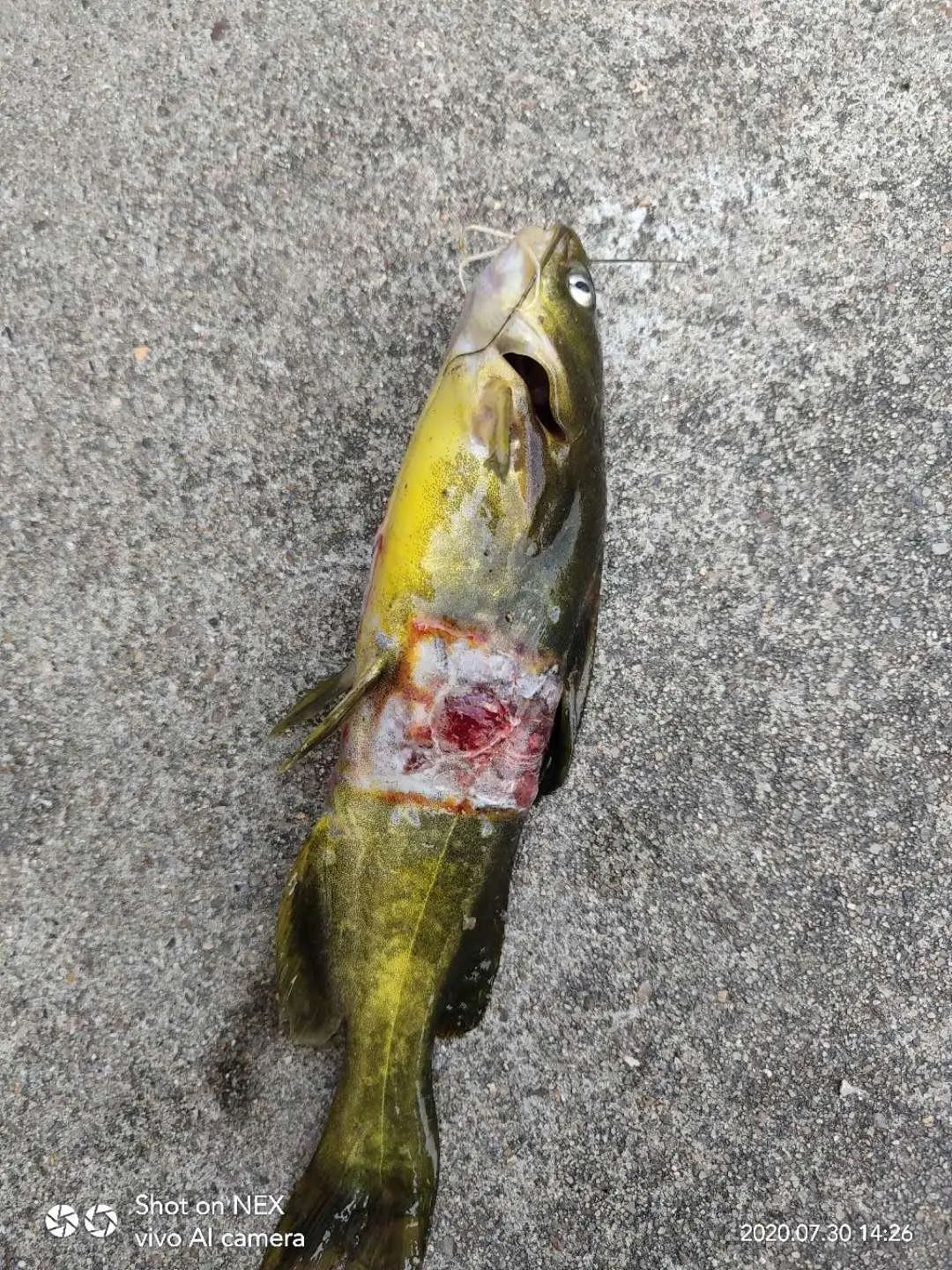 黄颡鱼烂身病的原因,黄颡鱼掉粘液后大量死怎么治