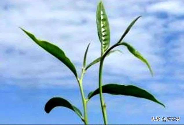 六大茶山经典普洱茶是什么,古六大茶山普洱茶特点