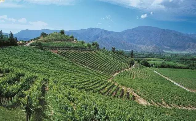 智利十八罗汉葡萄酒评测,智利十八罗汉葡萄酒的地位