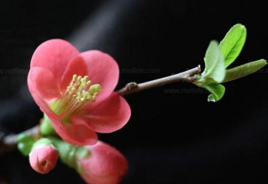 海棠花怎么养殖最好,海棠花怎么养和栽培