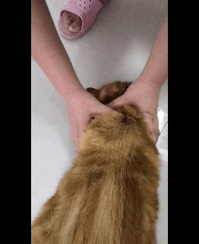 养猫经验杂谈论文摘要大全,养猫经验大分享