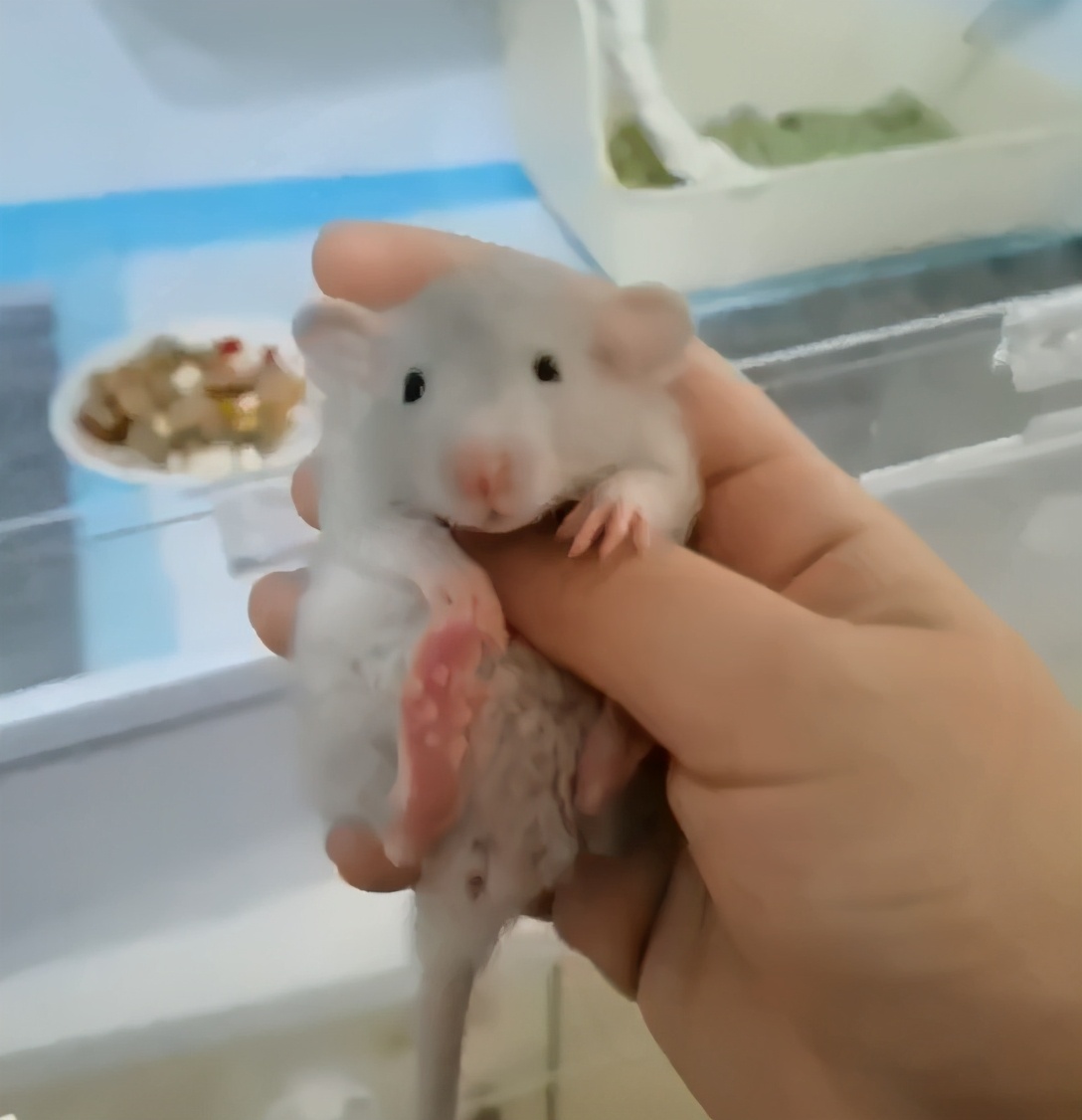 精灵鼠小弟是什么老鼠,精灵鼠小弟个人简介