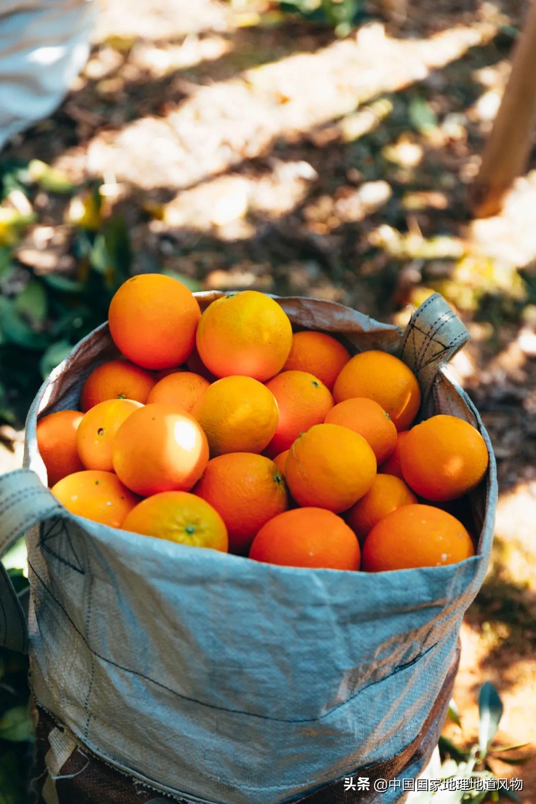 江西vs湖南哪个更能吃辣,江西和湖南pk辣椒