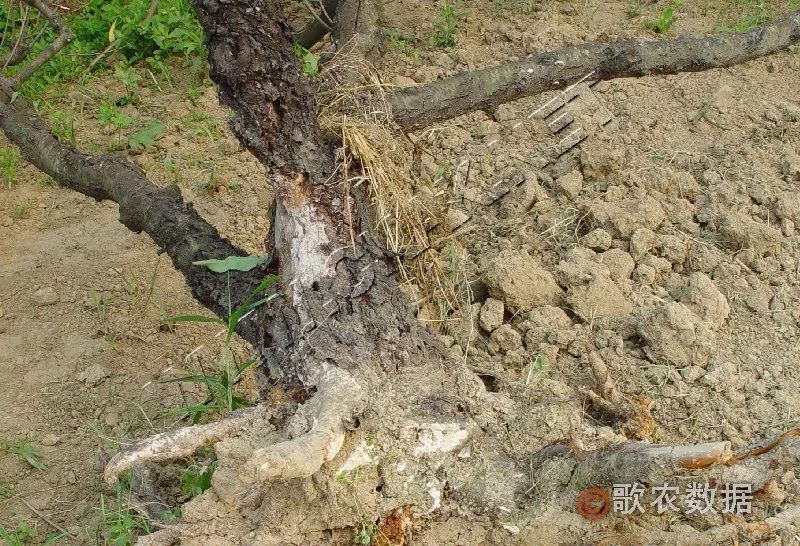 桃树叶片发黄常见原因及解决措施