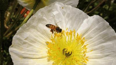 两勺白醋一勺蜂蜜空腹喝能减肥吗,空腹喝蜂蜜柠檬水有减肥的功效吗
