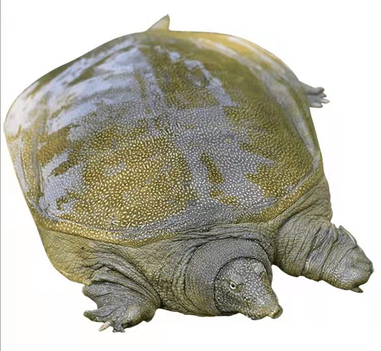 专业团队抓甲鱼,甲鱼笼怎样抓甲鱼视频