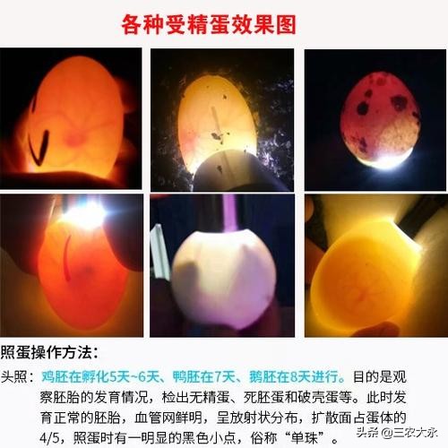 孵化操作教程,孵化鸡种蛋怎么正确预热