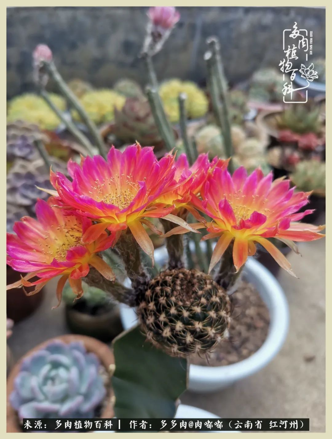 这个春天我们一起去赏花,这个季节我们一起去看花