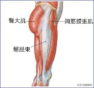 髋关节病变膝关节痛,髋关节疼痛与脏器的关系