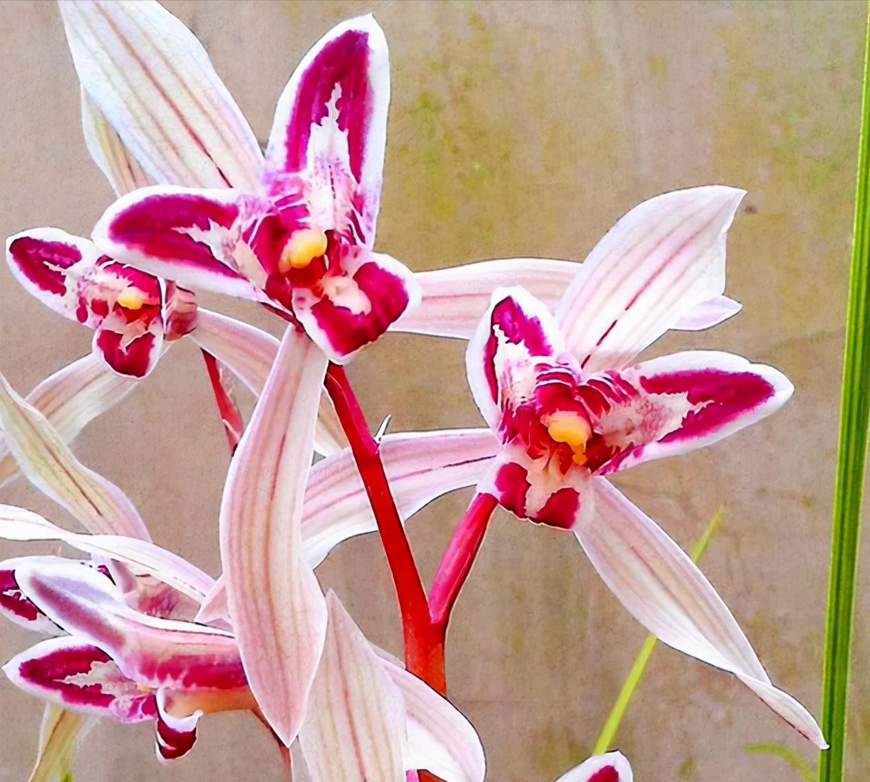 莲瓣兰玉兔彩蝶苗真假鉴别,玉兔彩蝶莲瓣兰价格