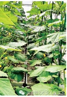 了解无土栽培的相关知识,有关无土栽培技术的详细内容资料