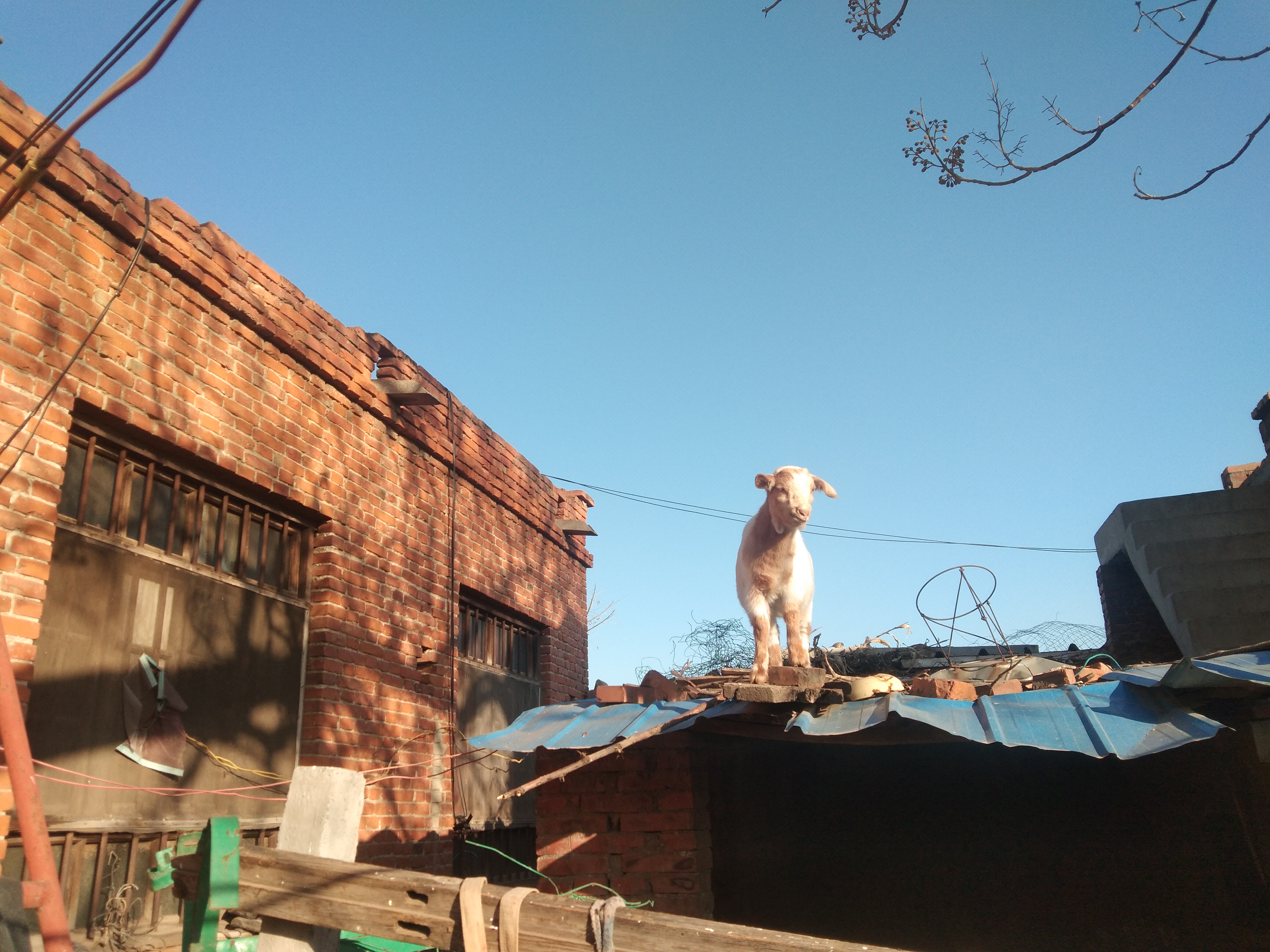 养羊技巧,养羊注意事项及预防方法