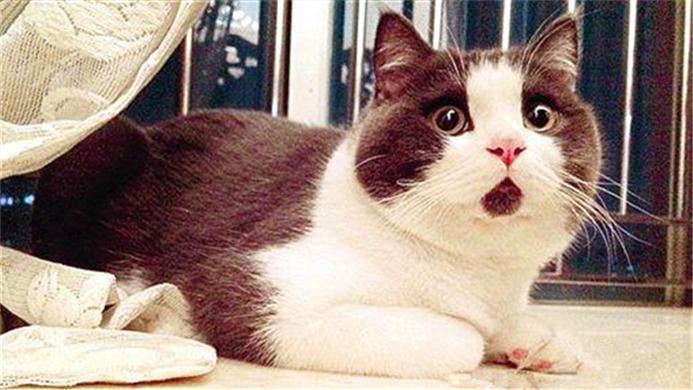 猫咪的便便有点湿软是什么原因,猫咪软便拉稀怎么办