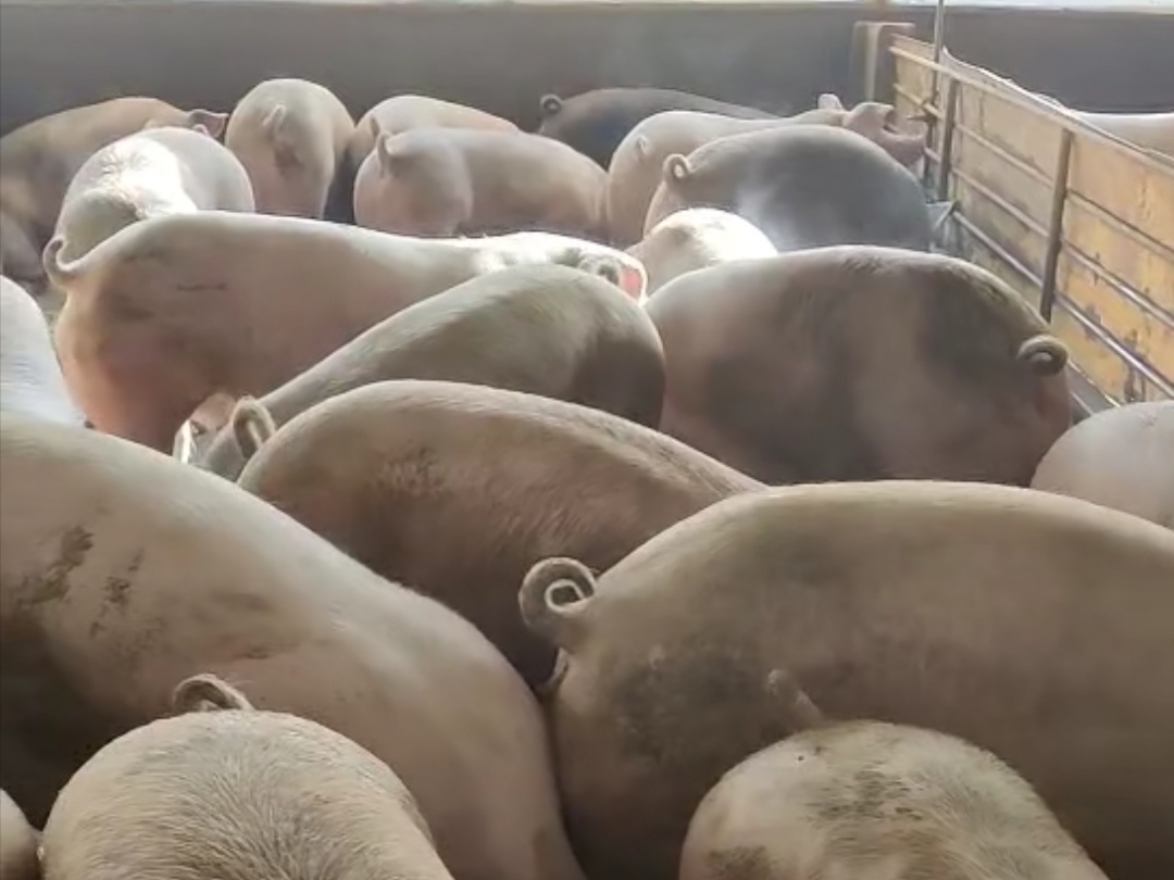 投资70万:已外购保育猪一个月的老陈,今年收益还能靠谱吗?