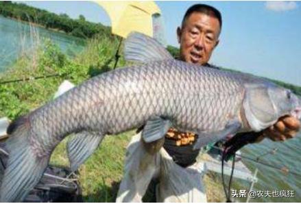 人工养殖草鱼30斤,野生成年草鱼多少斤