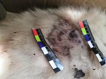 “铁疙瘩射入体内十几厘米”独自下楼的宠物狗究竟遭遇了什么？