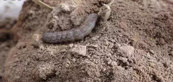 怎么预防地下害虫,地下害虫的防治方法是什么