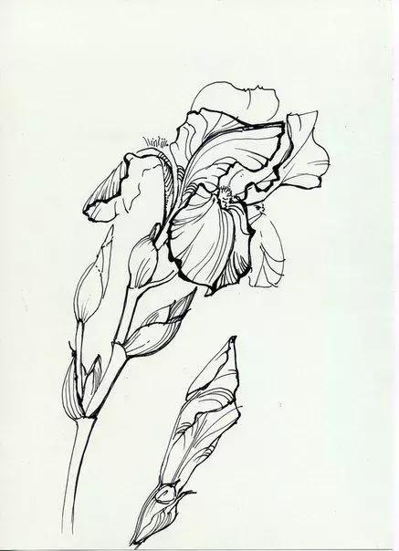 高级线描画花卉大全,花卉线描100种