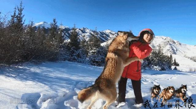 这位“女汉子”在*疆新**，把狼养成了哈士奇，就是经常揍狼的那个