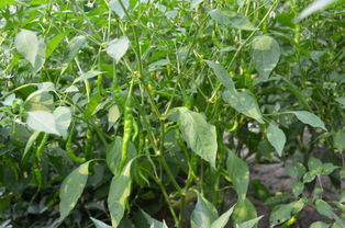 辣椒炭疽病你了解吗？高温天气易感染、传播快！防治措施在这里