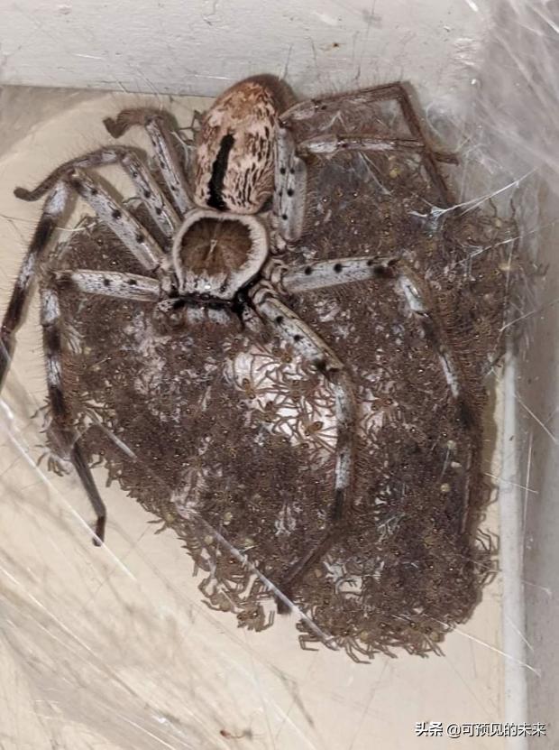 大自然的奇妙之处写话,大自然的奇妙之处作文350字