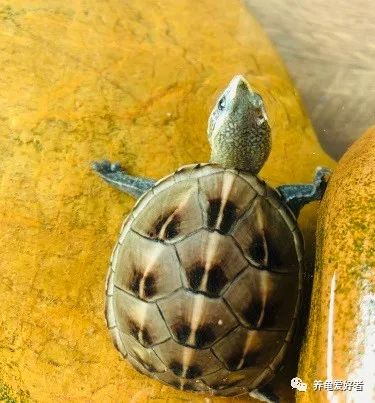 今年值得入手的蛋龟,蛋龟为什么受欢迎