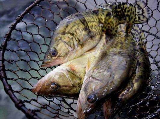 1亩池塘,投资1万元养鳜鱼,一年就能赚8万,农民:不用打工了