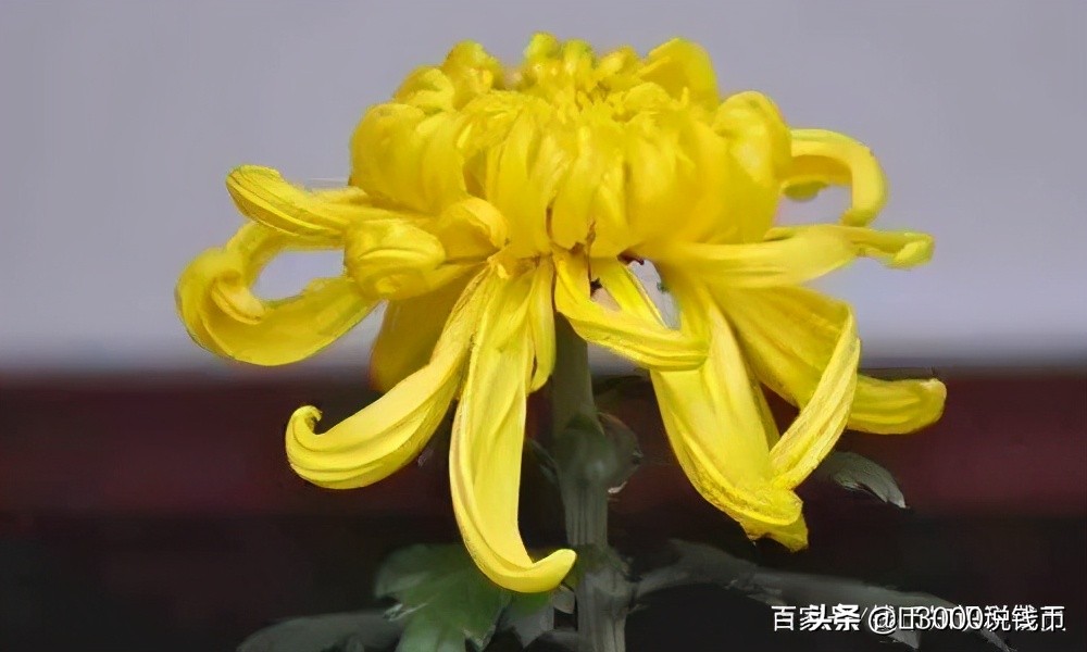 第十次花博会会花,花博会景点有哪些花展