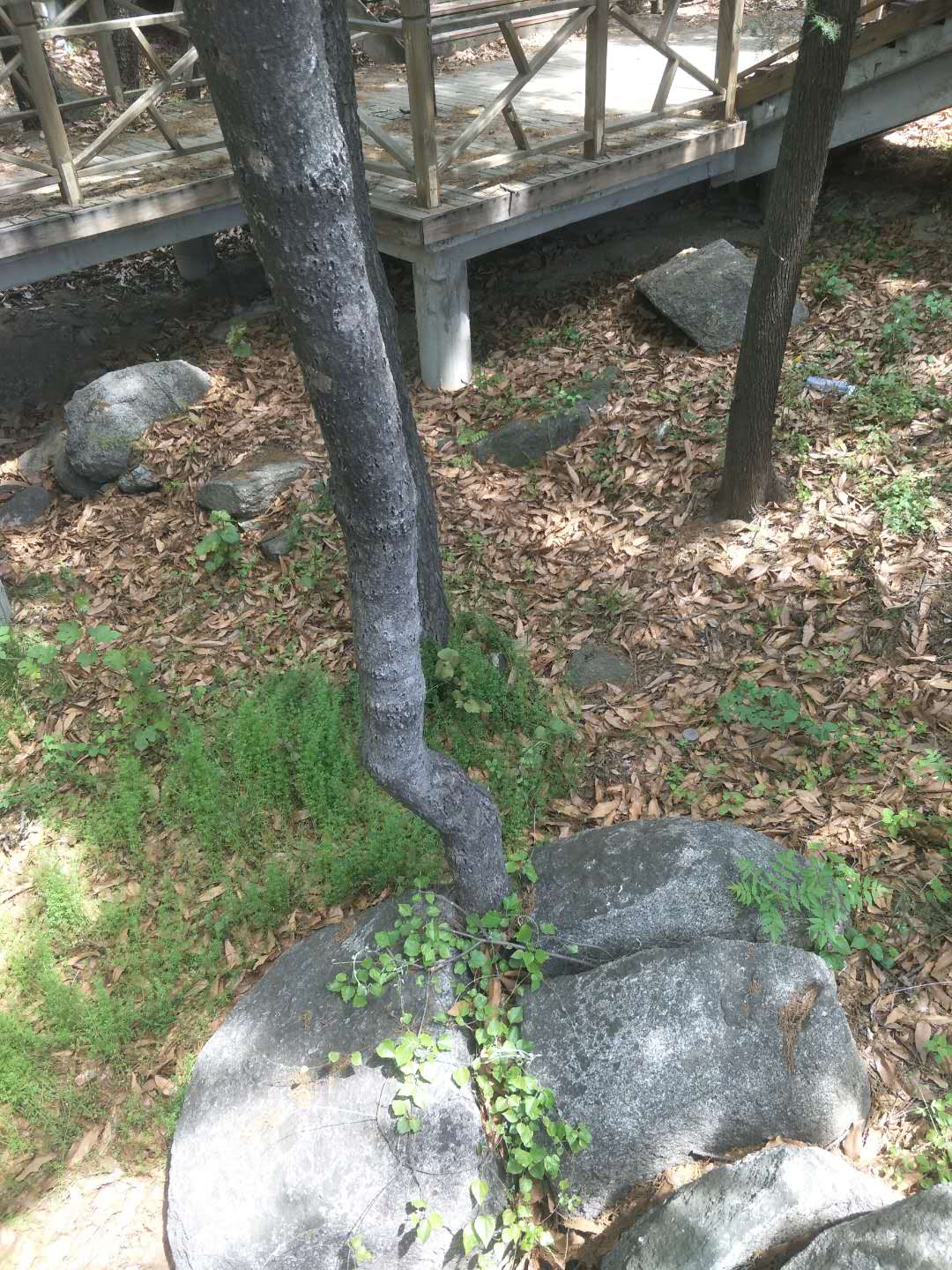 踏春五宝庵风景,踏春五宝庵山在哪里