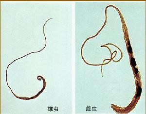 狗狗体内外寄生虫有哪些?看完这篇再也不用为这事儿发愁了