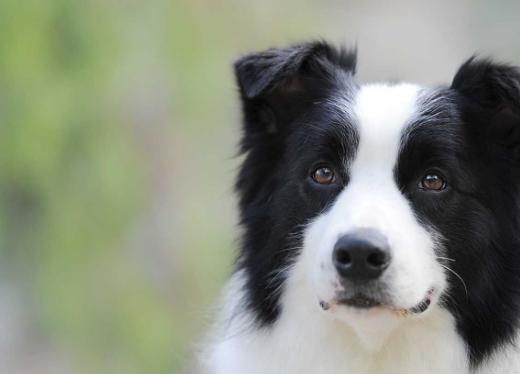 一个多月的边牧服从性很差,如何系统的训练边牧的服从性