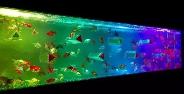 日本网红打卡艺术展,日本十大网红展