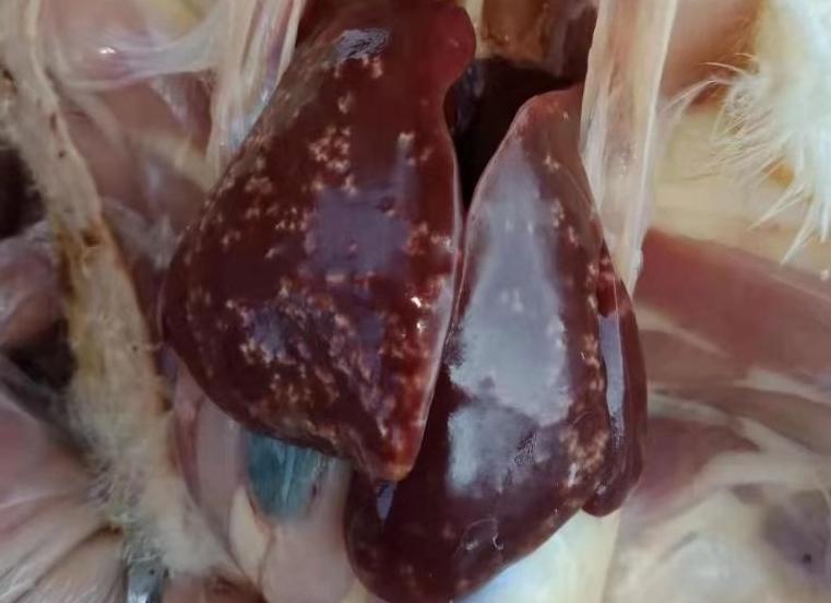 鸡弧菌性肝炎解剖图,鸡弧菌性肝炎的发病原因