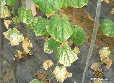 黄瓜枯萎病发病症状及解决方案,黄瓜青枯病有得治吗