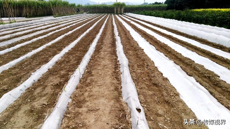 自驾游江津石蟆中坝岛,江津石蟆中坝岛甘蔗林