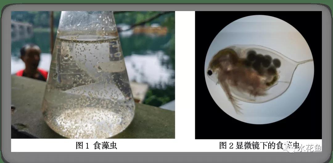 食藻虫怎么消灭,怎么培育食藻虫