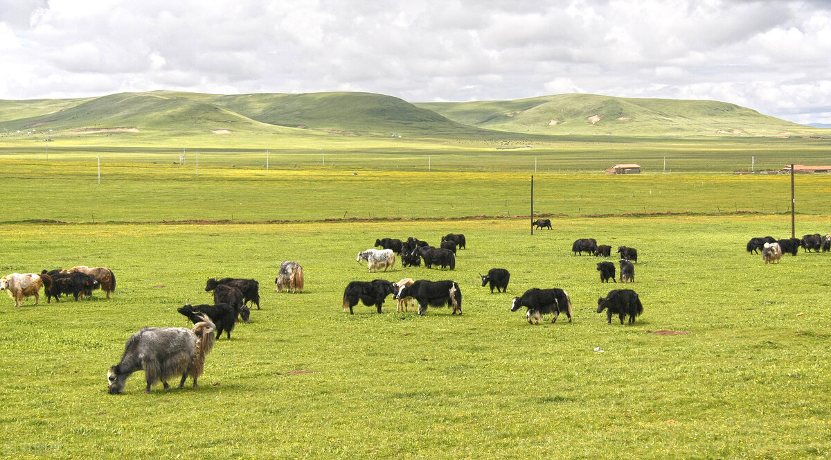 九色甘南之旅,九色甘南净土天堂深度之旅攻略