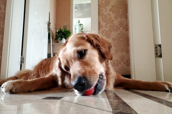 金毛无聊想出去玩了,你们家金毛无聊时也这么玩吗