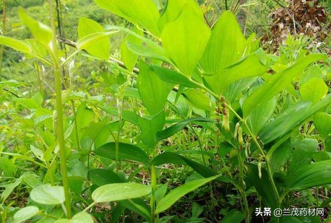 中药材黄精种植技术与栽培管理,中药黄精的种植方法和市场前景